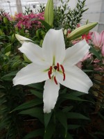 [5370 Constanta VZ No01.JPG]